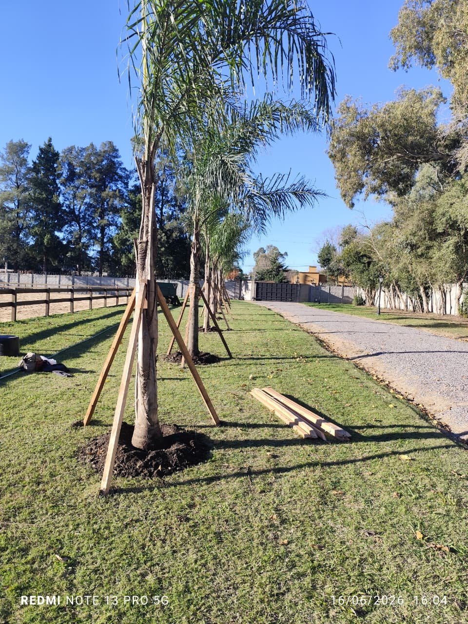 colocacion de palmeras